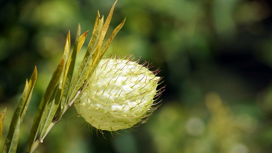 plant, spur, prickly, close, hairy, growth, nature, focus on foreground HD wallpaper
