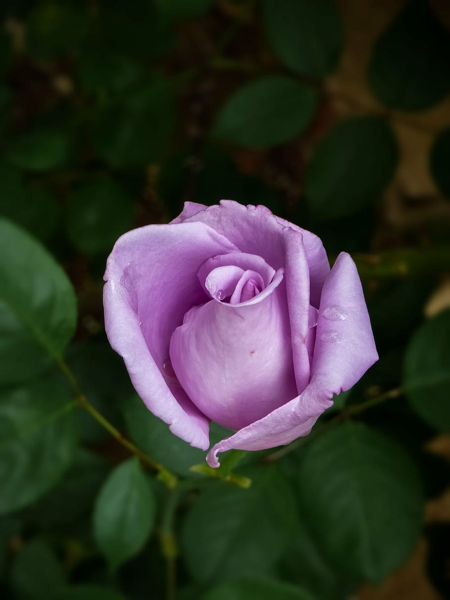 rose, flower, purple, bloom, garden, romantic, gardening, pink HD wallpaper