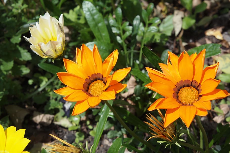 gazania, orange, flower, flora, blossom, bloom, summer, sun HD wallpaper