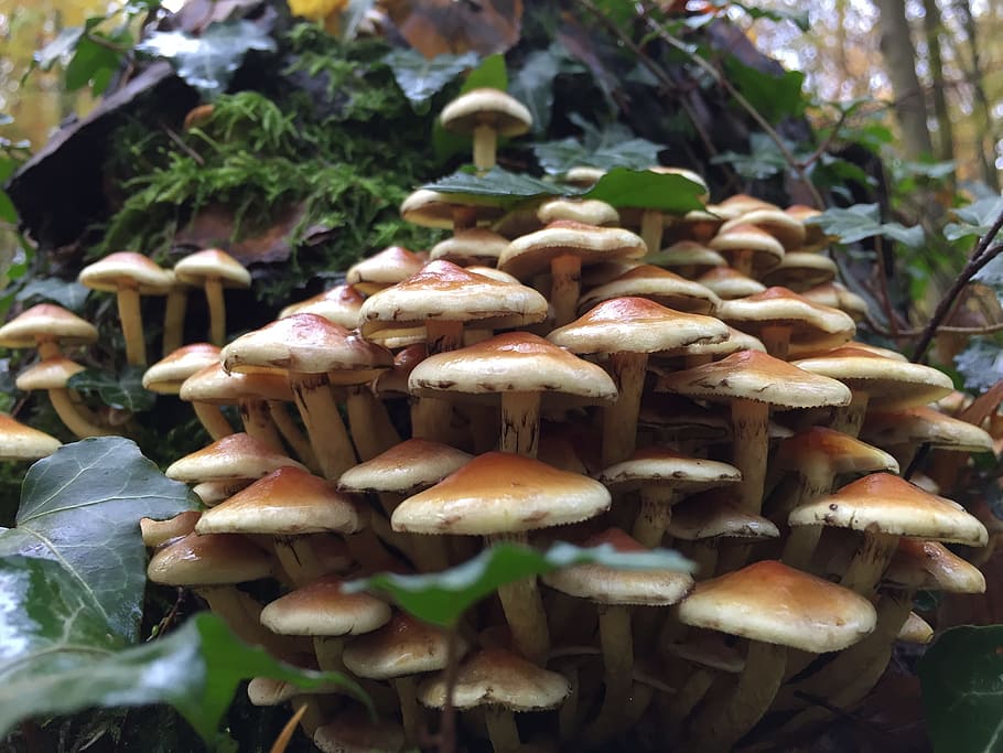 Mushrooms, Autumn, Forest, Nature, tree fungus, mushrooms on tree, HD wallpaper