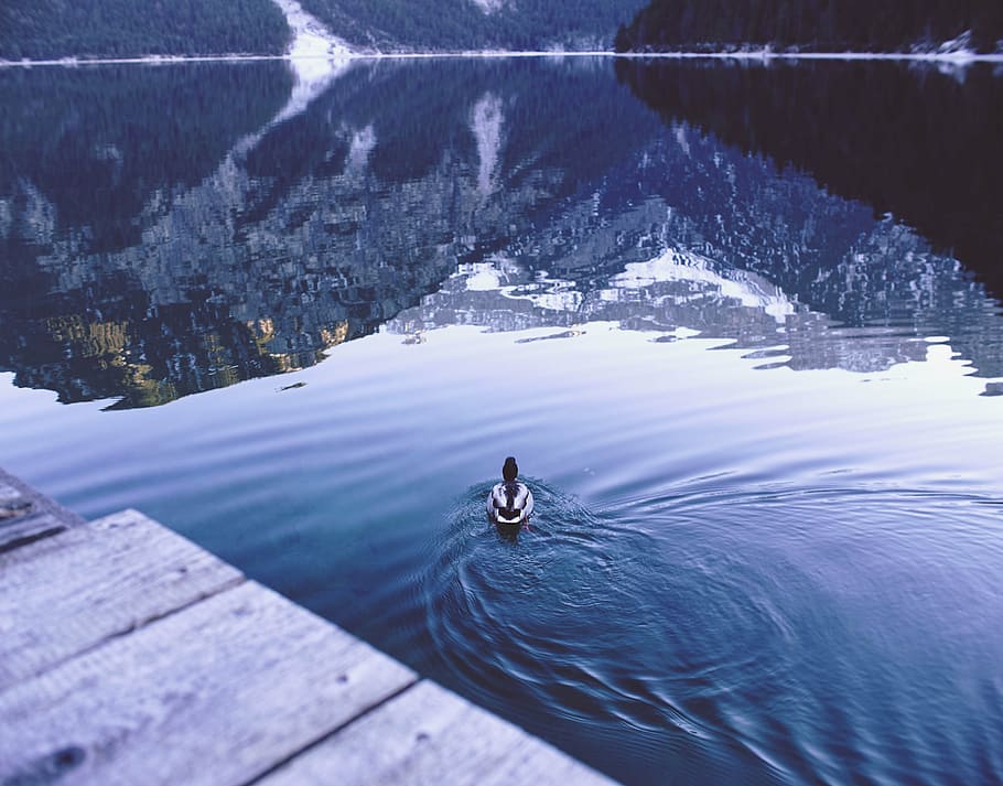 cold, daylight, duck, lake, landscape, mountain, mountain lake HD wallpaper