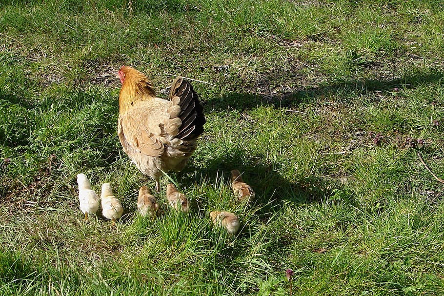 chicken, chicks, nature, bird, plant, grass, animal themes HD wallpaper