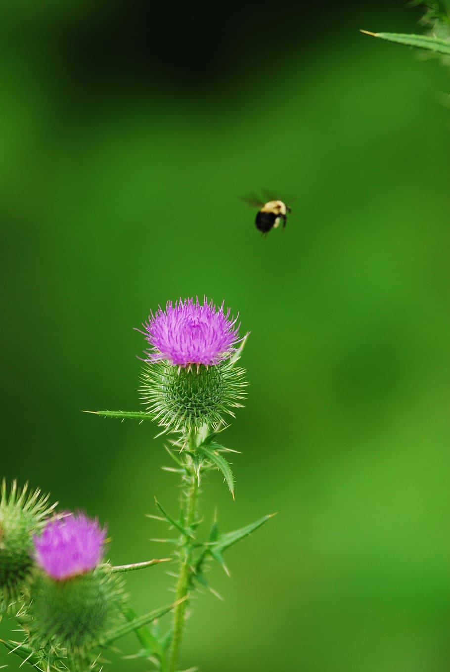 Bumblebee, Thistle, Nature, Blossom, summer, wildlife, wildflowers HD wallpaper
