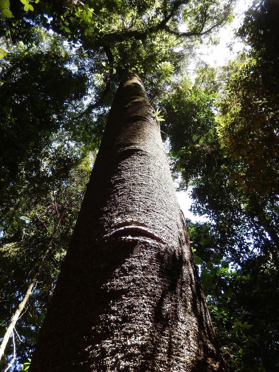 forest, tree, rainforest, environment, plant, low angle view HD wallpaper