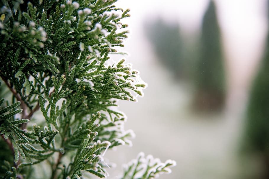 green, leaf, plant, nature, green color, tree, pine tree, coniferous tree HD wallpaper