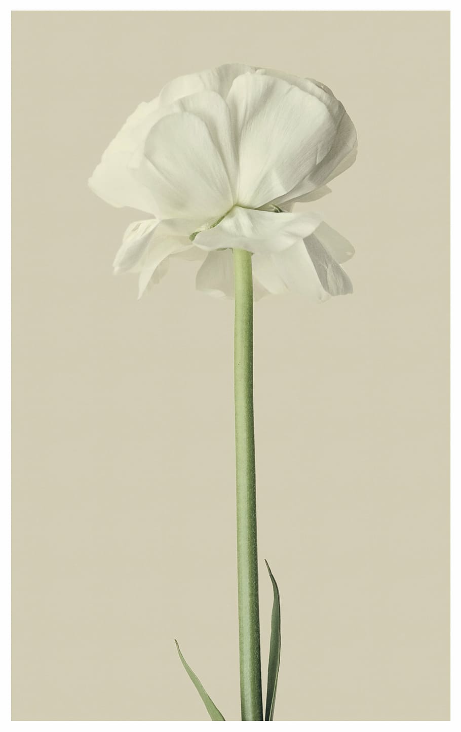 closeup photography of white tulip, ranunculus, flower, blossom HD wallpaper