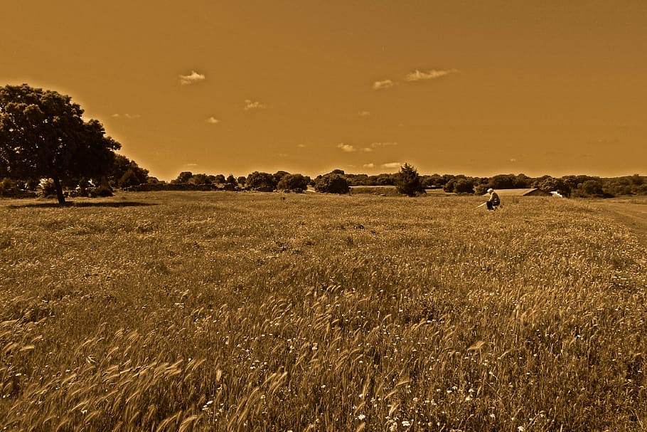 fields, wheat, soledad, land, sky, landscape, environment, plant HD wallpaper