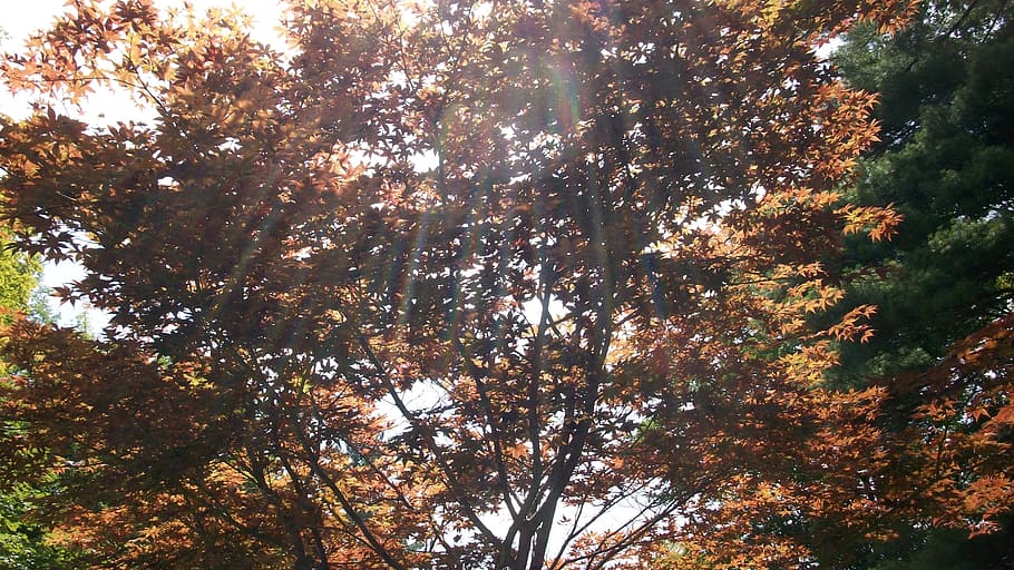 japanese maple, nature, forest, trees, branches, plant, beauty in nature HD wallpaper
