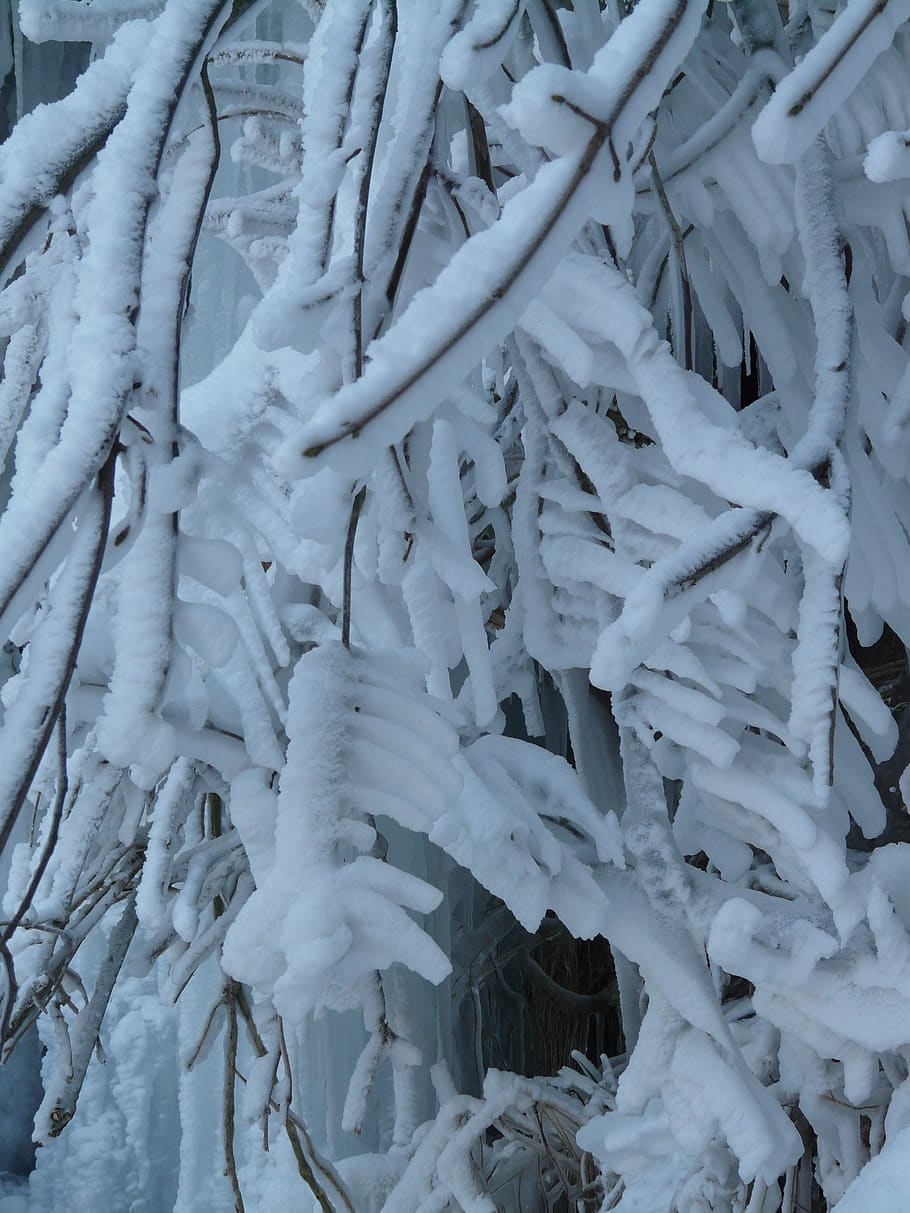 branches, aesthetic, hoarfrost, iced, winter, cold temperature, HD wallpaper