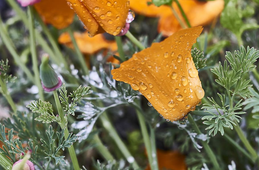 flora, nature, food, leaf, flower, poppy, plant, growth, close-up HD wallpaper