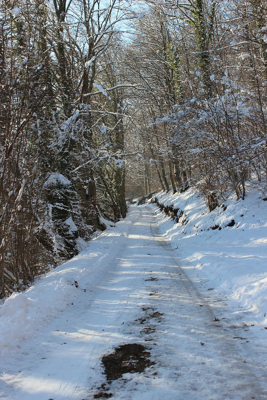 lane, snow, winter, wintry, winter forest, nature, tree, the way forward HD wallpaper