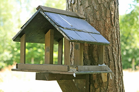 abode, apartment, birch, bird, birdbox, birdhouse, birds, brown HD wallpaper