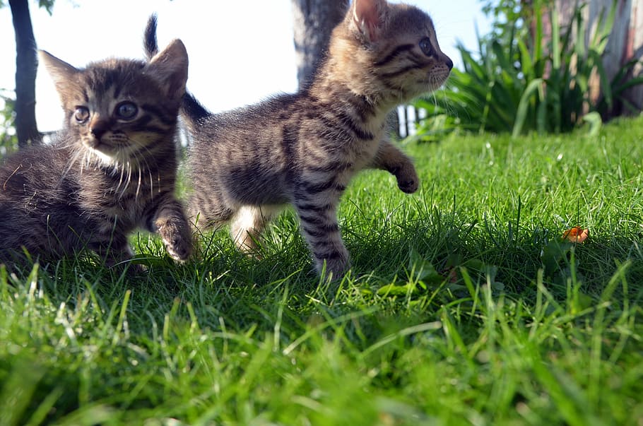 two brown kittens on grassy ground, silver tabby, cat, family