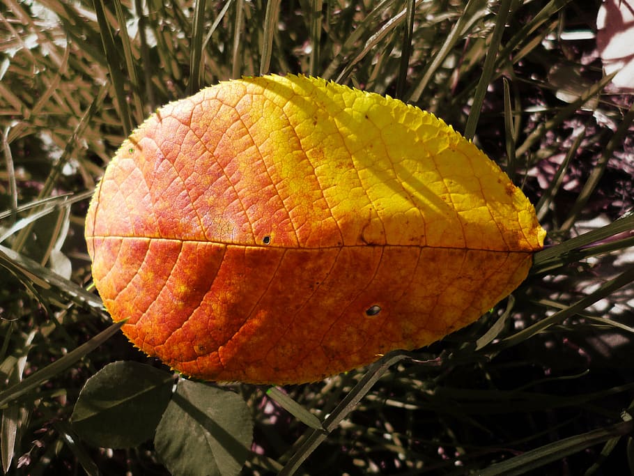 nature, yellow, orange, sheet, autumn, close-up, leaf, plant HD wallpaper