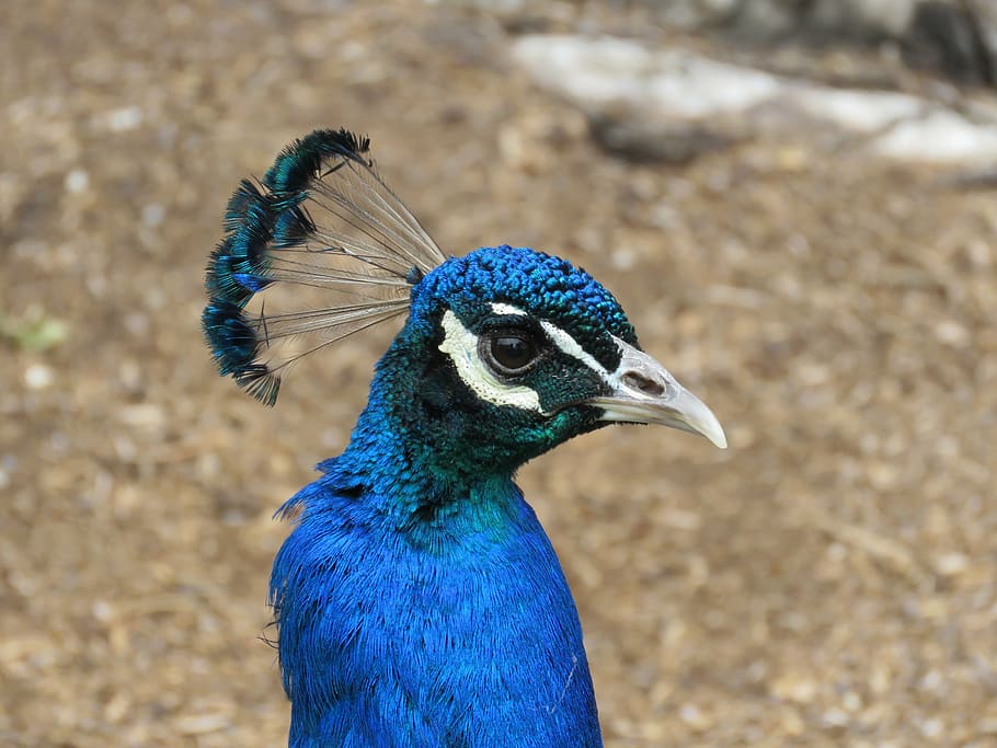 peacock, peafowl, bird, blue, head, colorful, vibrant, male HD wallpaper