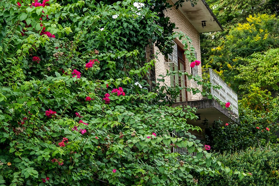 residence, means, green, plant, growth, green color, flower HD wallpaper