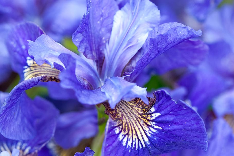 flower, plant, nature, iris, flowering plant, vulnerability HD wallpaper