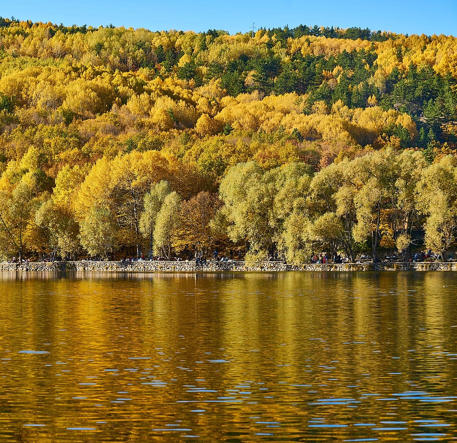autumn, trees, lake, autumn flowers, the leaves are, day, background