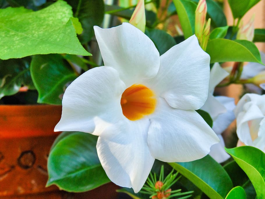 flower, white, climber plant, beauty, hell, blossom, bloom, HD wallpaper