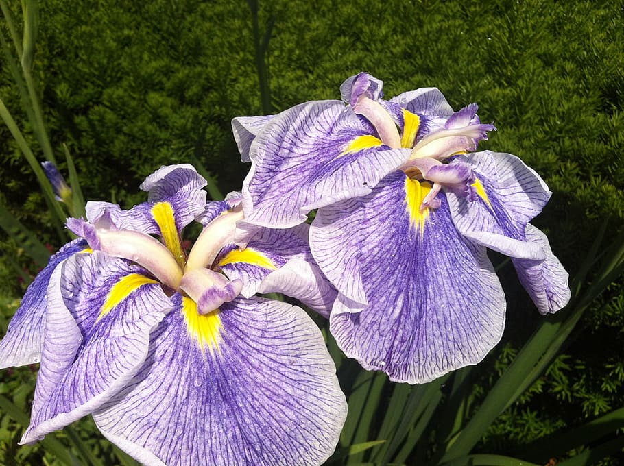 iris, flower, purple, blossom, summer, petal, garden, flora HD wallpaper
