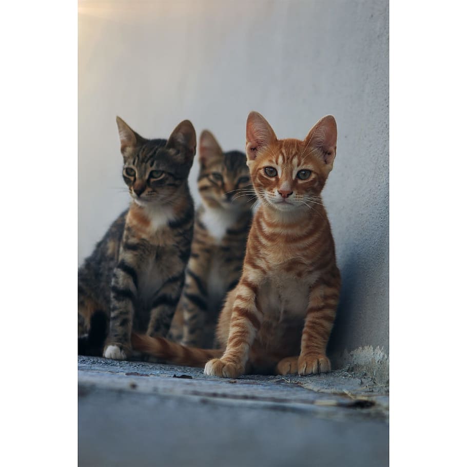 cat, animal, kitten, domestic, pets, animal themes, mammal HD wallpaper