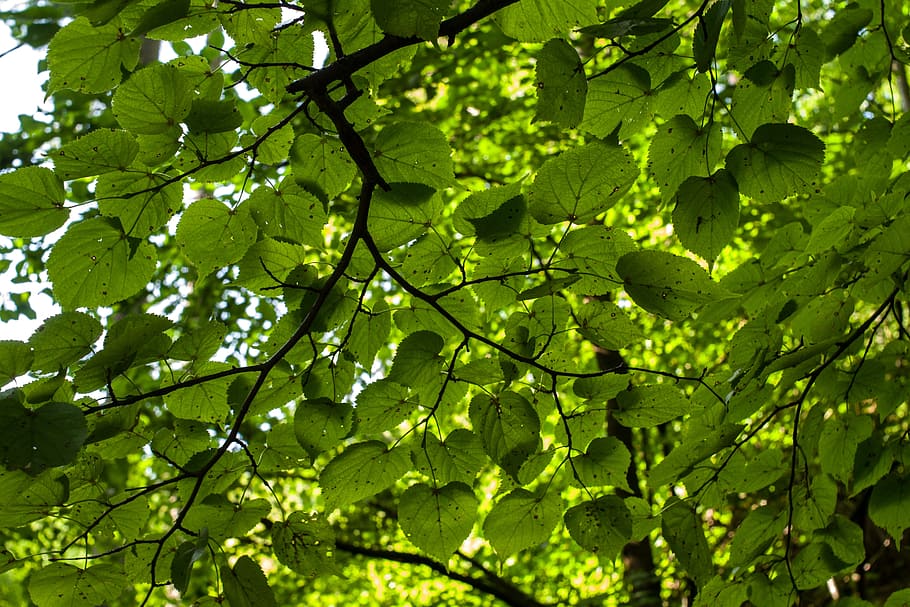 Trees, Nature, Branch, Foliage, deciduous tree, green, the crown of the tree HD wallpaper