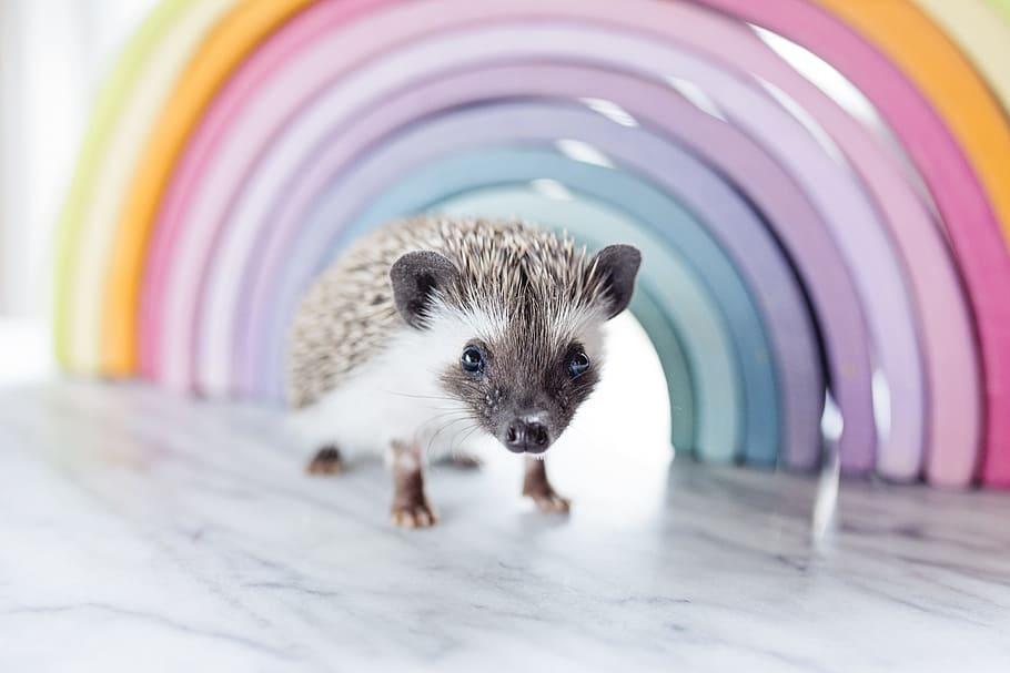 Close-up Photo of a Hedgehog Beside Rainbow Curved Frame, adorable, HD wallpaper