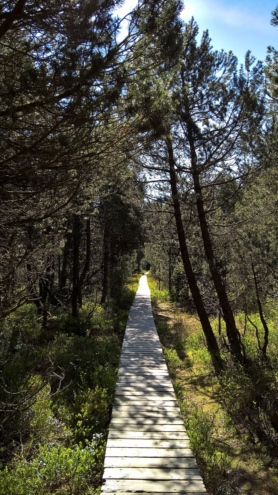 moor, away, hiking, direction, boardwalk, nature reserve, black forest HD wallpaper
