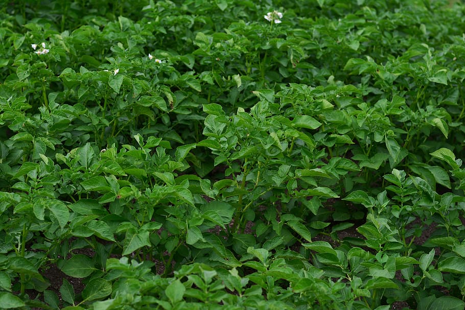 potato plant, potato shrubs, crop, potatoes, green, garden, HD wallpaper