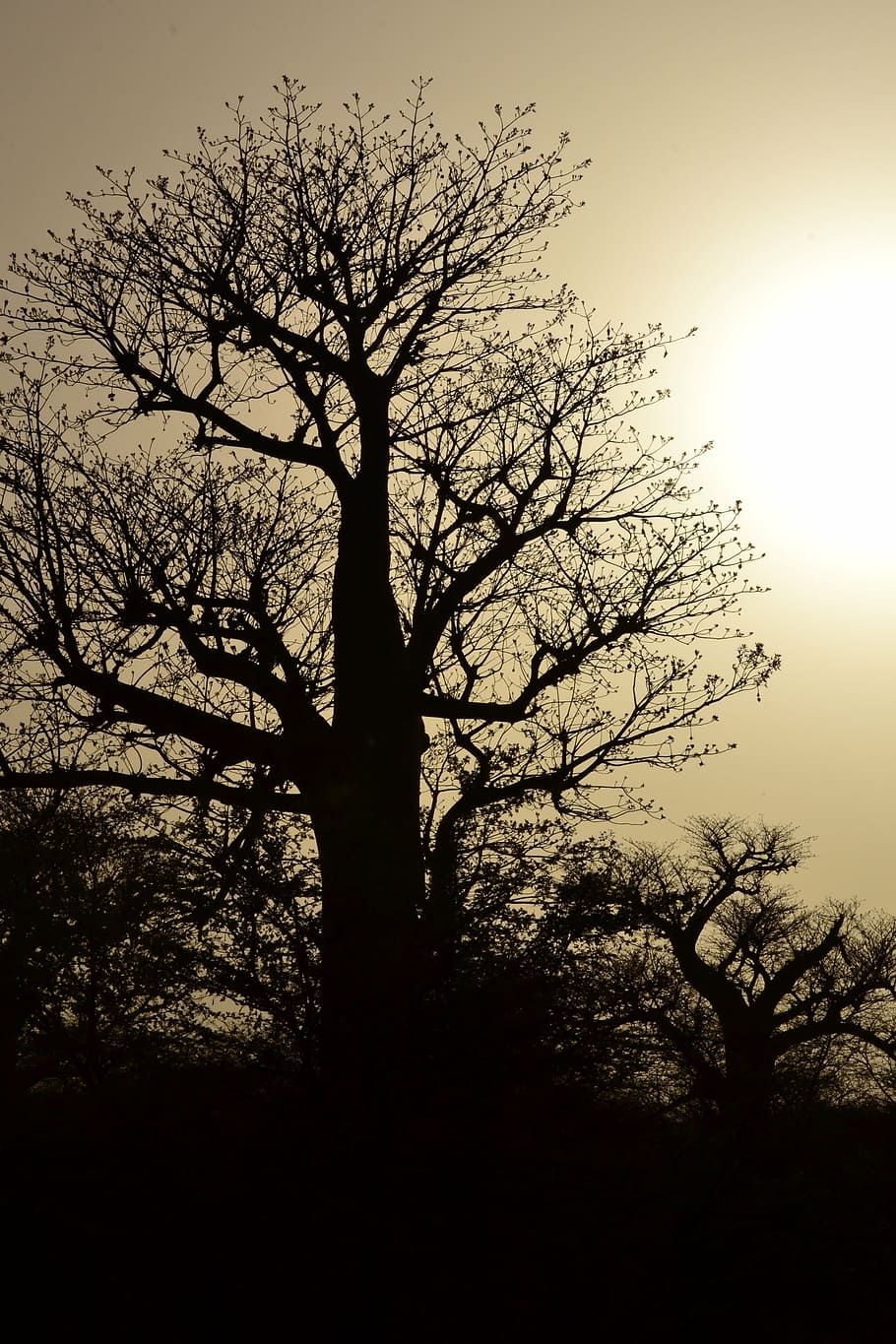 tree, silhouette, branches, bare, plant, sky, bare tree, tranquility HD wallpaper