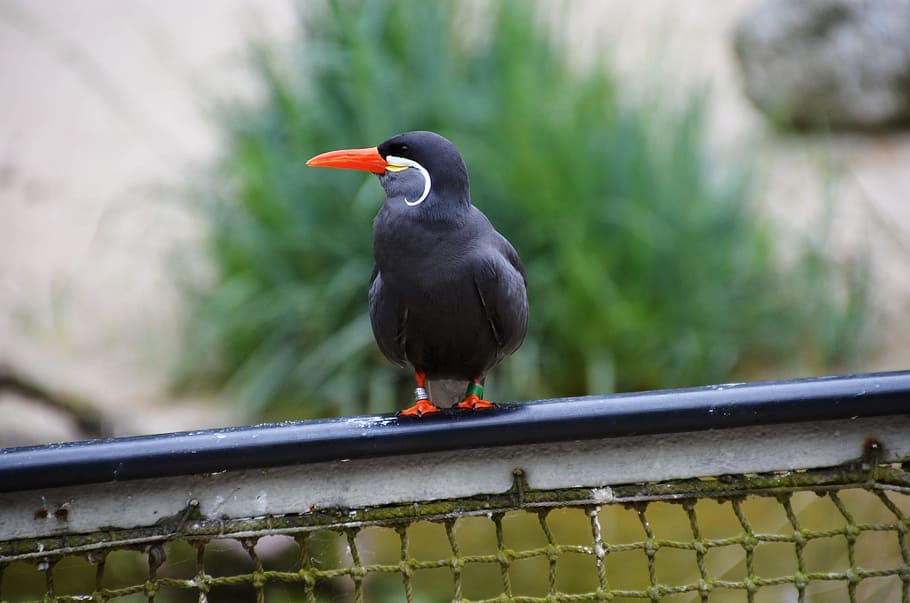 inca tern, larosterna inca, bird, animal, nature, animal themes HD wallpaper