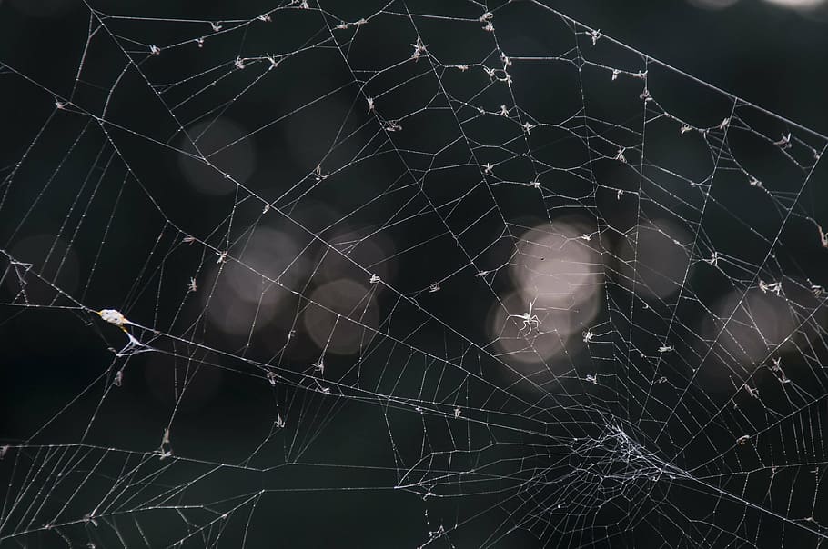 HD wallpaper: web, august, spin, nature, bug, spider web, destruction, crime - Wallpaper Flare