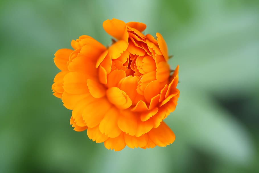 Flower, Macro, Orange, spring, flowers, nature, petal, fragility HD wallpaper