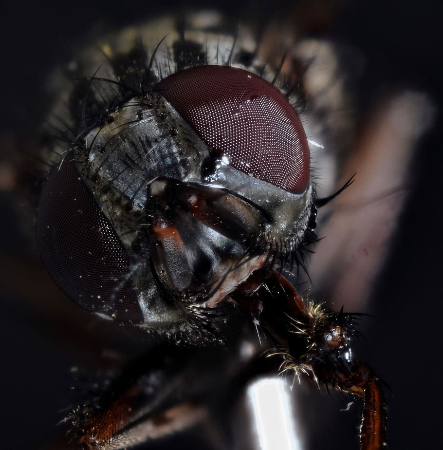 macro photography of black fly, housefly, compound, close, insect HD wallpaper