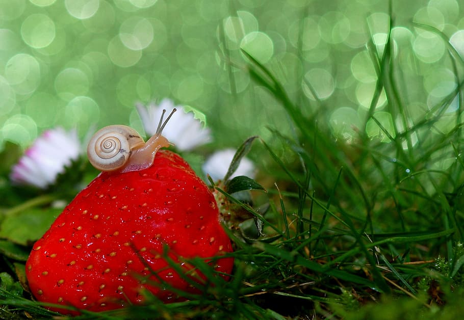 beige snail on strawberry photograpphy, shell, mollusk, close HD wallpaper