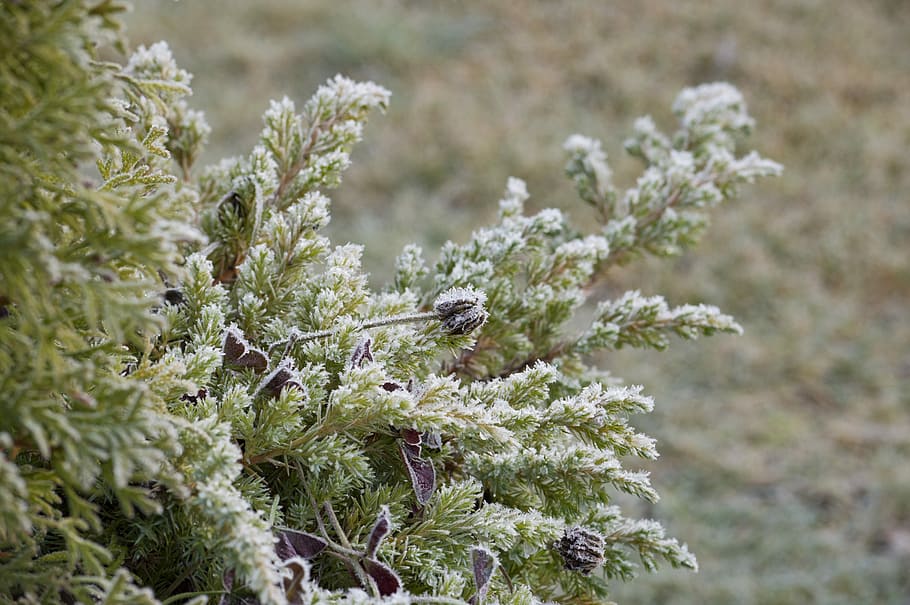 Frost, Juniper, Conifer, Dried, Flower, dried flower, plant HD wallpaper