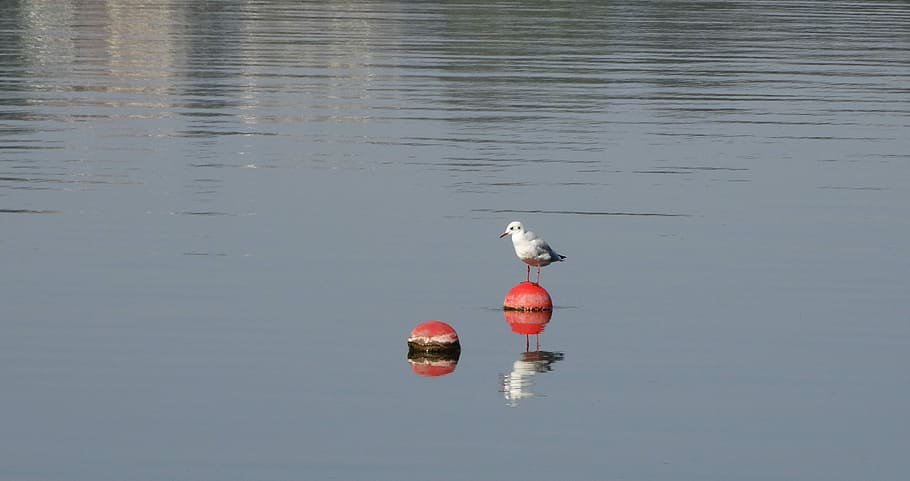 reflections, bird, water, animal themes, vertebrate, animals in the wild HD wallpaper