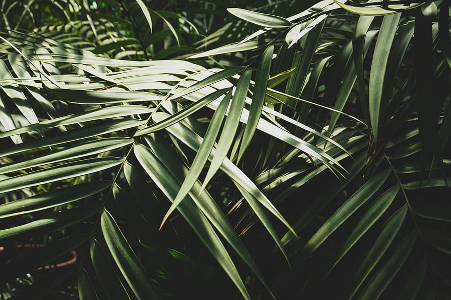close up photo green trees, close shot of green plants, sunlight HD wallpaper