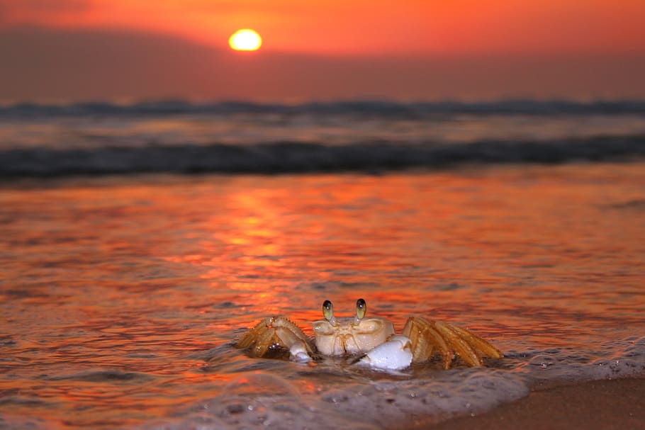 low-angle view photography of crab on shore, siri, sol, beach HD wallpaper