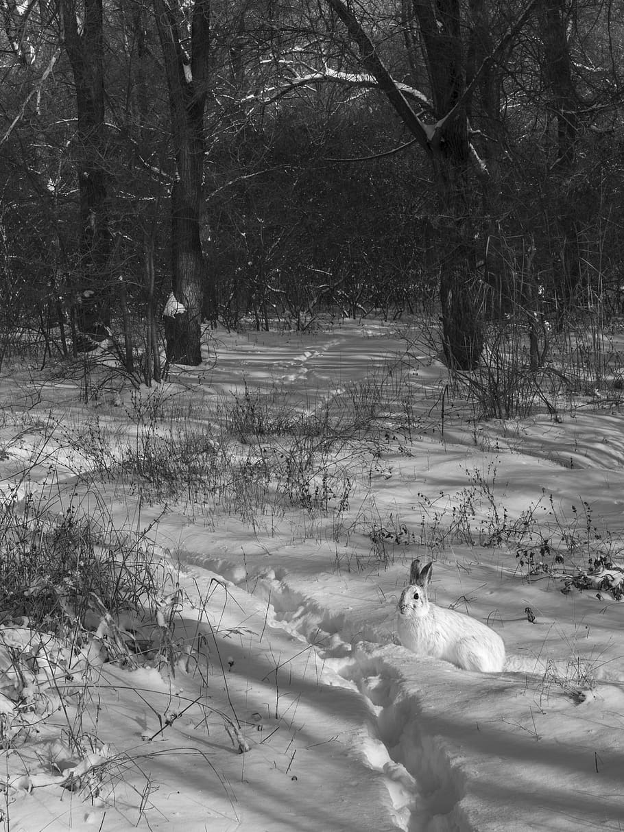 snow, path, hare, nature, trees, plant, mammal, winter, pets HD wallpaper