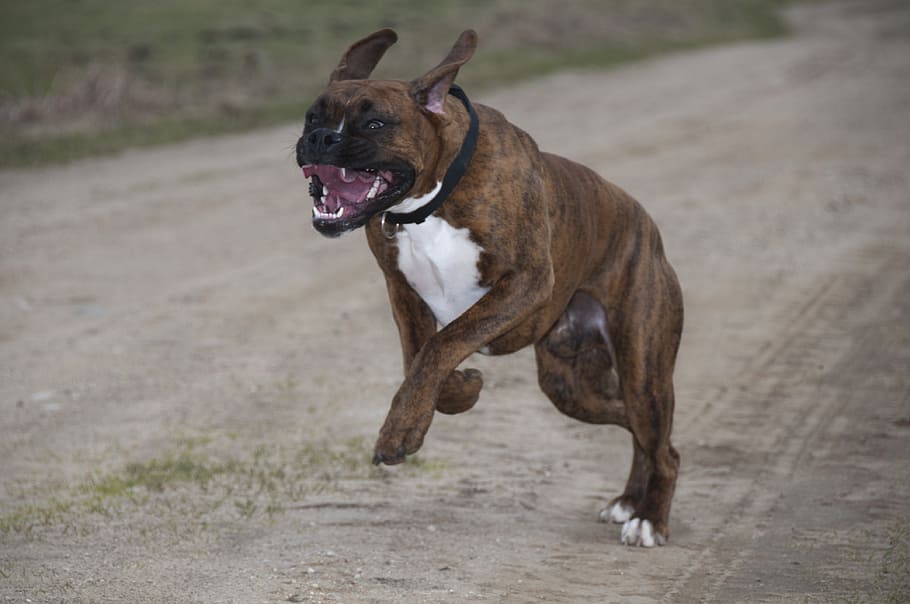 dog, fast, young, ears, spacer, gear, doggy, one animal, domestic HD wallpaper