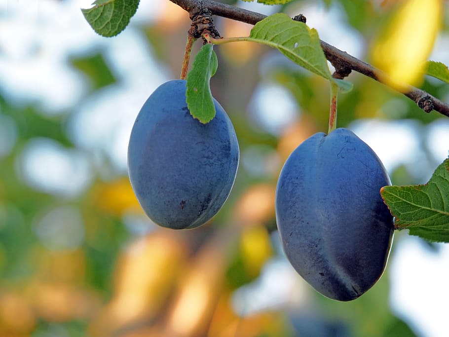 Plant, Nature, Live, hanging, fruit, leaf, tree, close-up, agriculture HD wallpaper