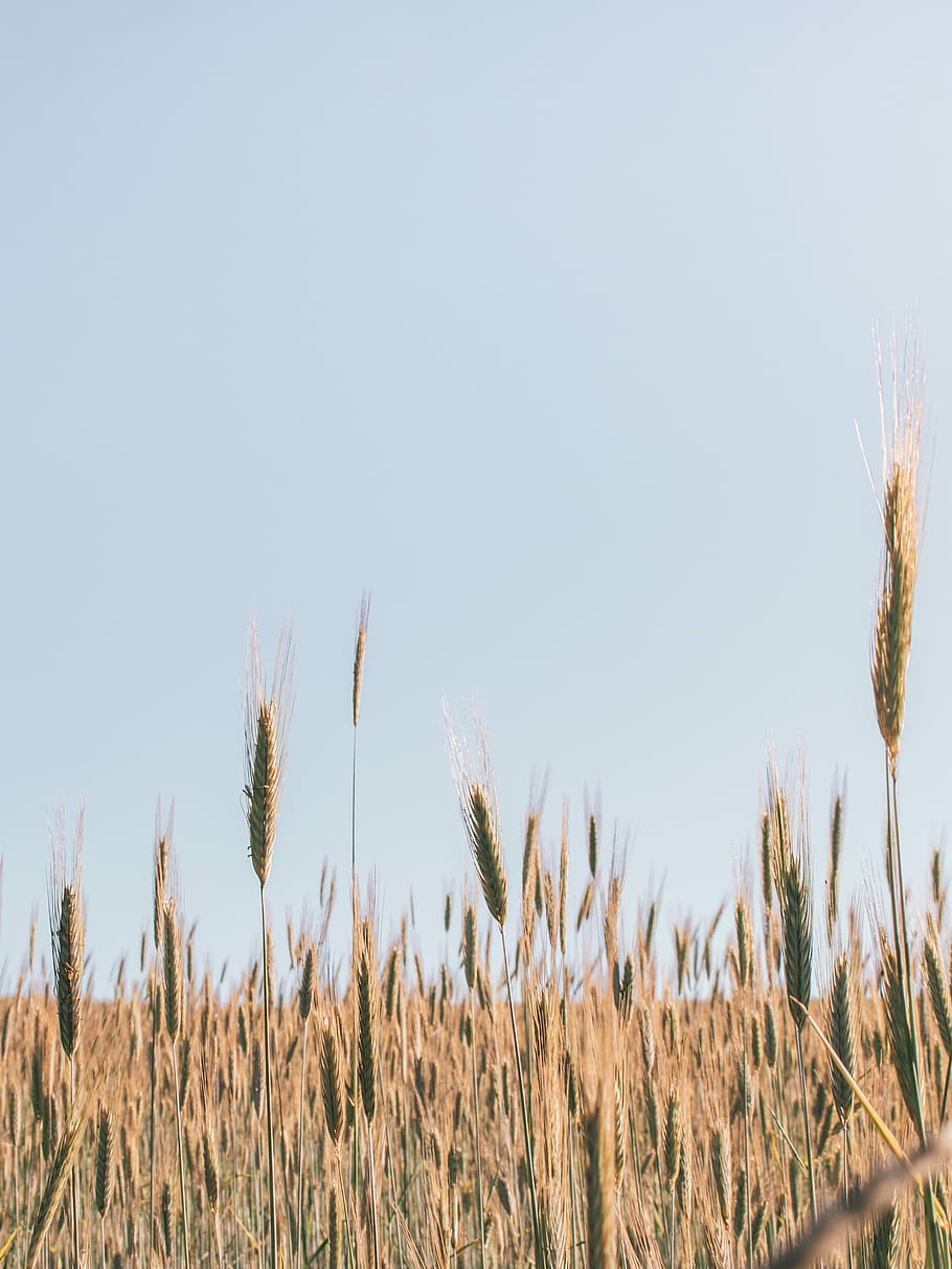 brown grains photograph, closeup photo of wheat plant, field HD wallpaper