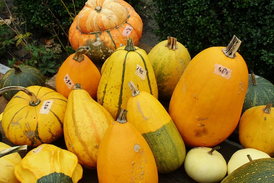 pumpkin, gourd, autumn, food and drink, healthy eating, wellbeing HD wallpaper