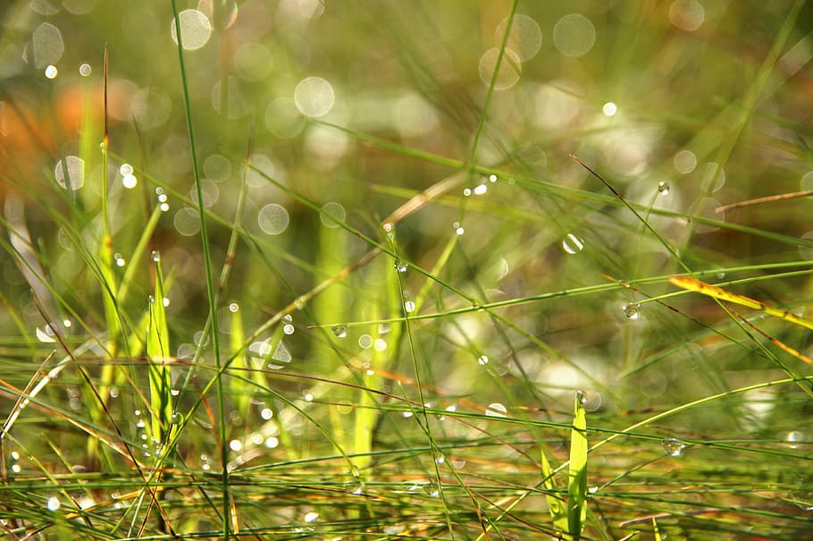 selective focus photography of grass with dew of water, drip HD wallpaper
