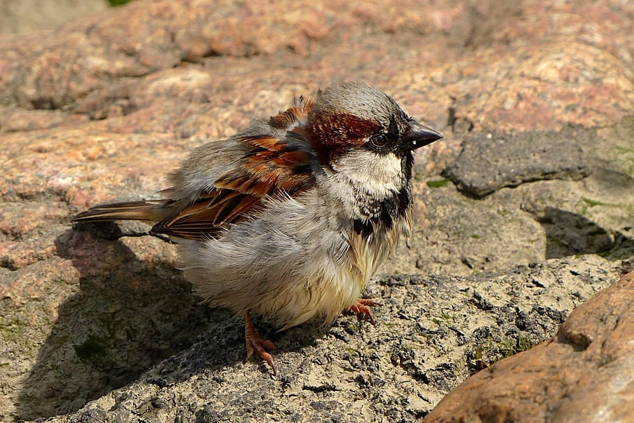 bird, sparrow, young, foraging, animal, animal themes, one animal HD wallpaper