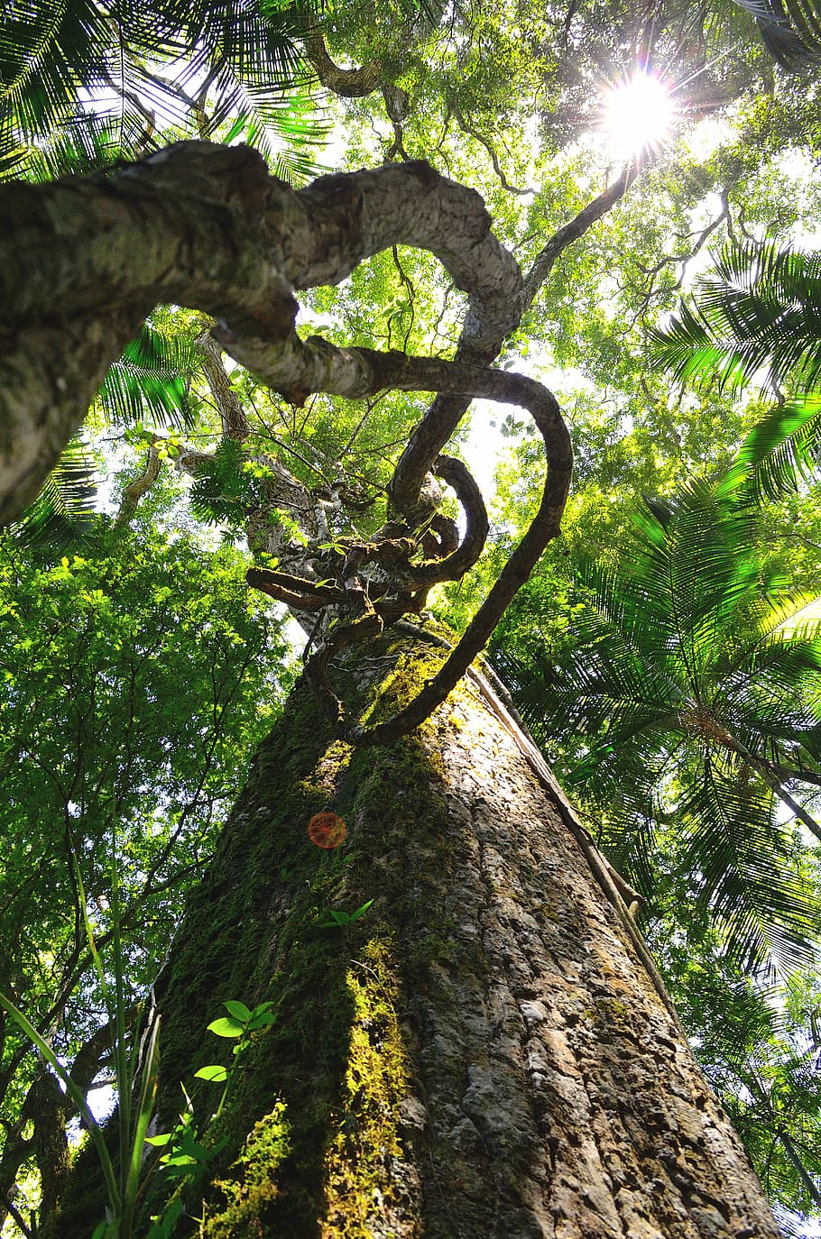 branch, low angle shot, outdoors, perspective, tree, tree trunk HD wallpaper