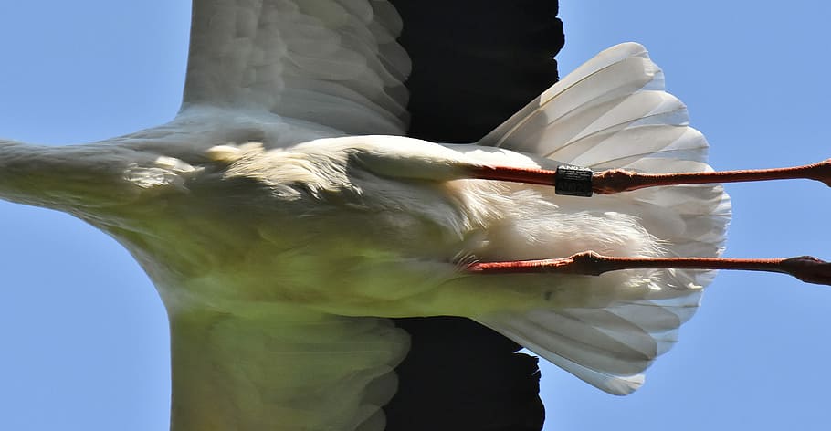 close-up photography of flying white stork, wing, birds, plumage HD wallpaper