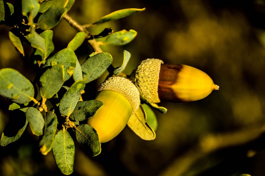 acorns, autumn, nature, food and drink, plant, growth, close-up HD wallpaper