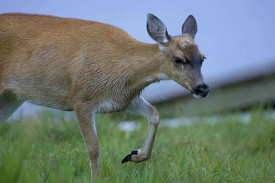 sitka black tailed deer, doe, female, close up, grazing, wildlife, HD wallpaper